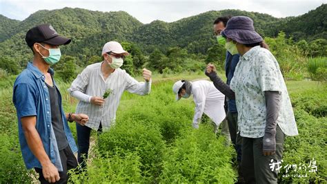 樟樹味道|香草新經濟 非普羅旺斯不可嗎｜找尋台灣山林的香氣